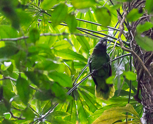 Imperial Parrot, Syndicate Nature Trail